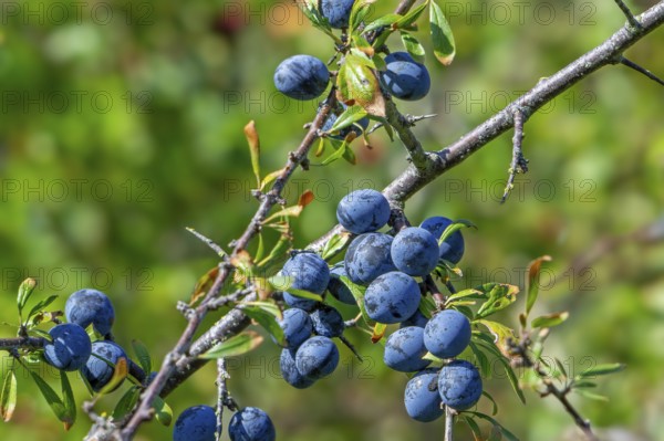 Blackthorn, sloe (Prunus spinosa, Druparia spinosa) close-up of deciduous shrub showing blue fruit, drupes in late summer, early autumn
