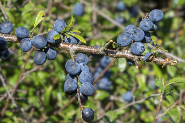 Blackthorn, sloe (Prunus spinosa, Druparia spinosa) close-up of deciduous shrub showing blue fruit, drupes in late summer, early autumn