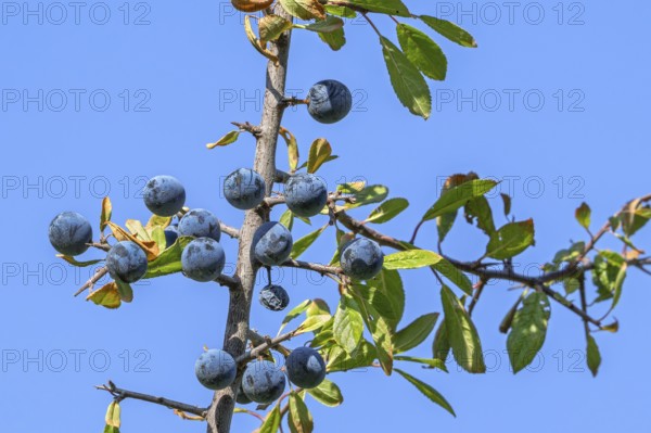 Blackthorn, sloe (Prunus spinosa, Druparia spinosa) close-up of deciduous shrub showing blue fruit, drupes in late summer, early autumn
