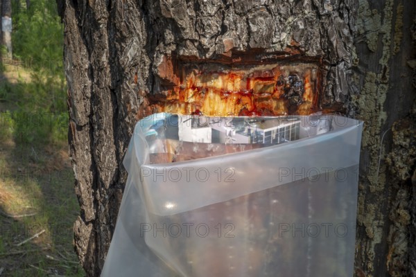 Collecting resin from Aleppo pine tree in plastic bag for flavouring the resinated wine retsina on Greek peninsula Chalkidiki, Chalcidice, Greece