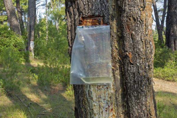 Collecting resin from Aleppo pine tree in plastic bag for flavouring the resinated wine retsina on Greek peninsula Chalkidiki, Chalcidice, Greece