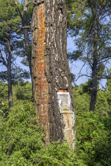 Collecting resin from Aleppo pine tree in plastic bag for flavouring the resinated wine retsina on Greek peninsula Chalkidiki, Chalcidice, Greece