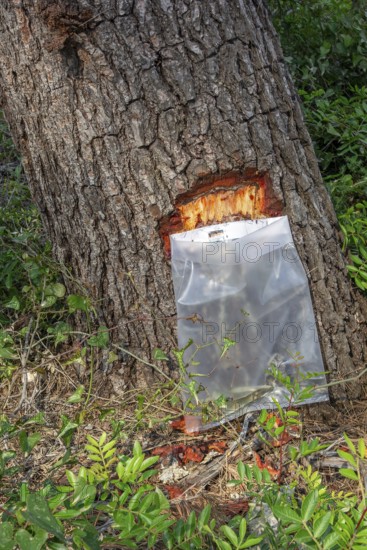 Collecting resin from Aleppo pine tree in plastic bag for flavouring the resinated wine retsina on Greek peninsula Chalkidiki, Chalcidice, Greece