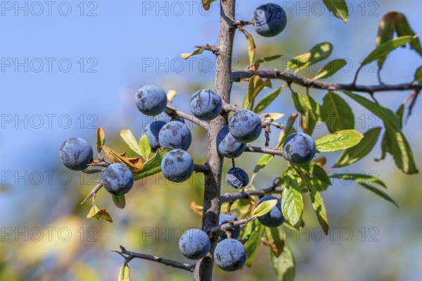 Blackthorn, sloe (Prunus spinosa, Druparia spinosa) close-up of deciduous shrub showing blue fruit, drupes in late summer, early autumn
