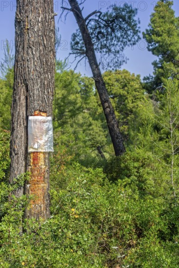 Collecting resin from Aleppo pine tree in plastic bag for flavouring the resinated wine retsina on Greek peninsula Chalkidiki, Chalcidice, Greece