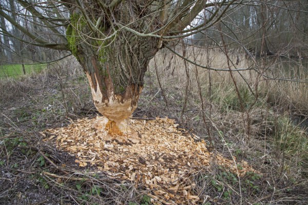 Thick tree trunk of pollard willow showing teeth marks and wood chips from gnawing by Eurasian beaver (Castor fiber), Zevergem, East Flanders, Belgium