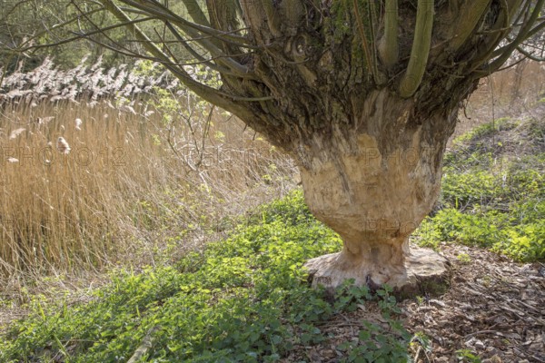 Thick tree trunk of pollard willow showing teeth marks and wood chips from gnawing by Eurasian beaver (Castor fiber), Zevergem, East Flanders, Belgium