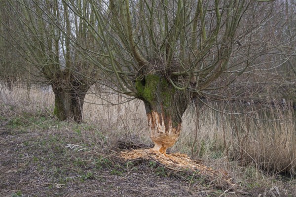 Thick tree trunk of pollard willow showing teeth marks and wood chips from gnawing by Eurasian beaver (Castor fiber), Zevergem, East Flanders, Belgium