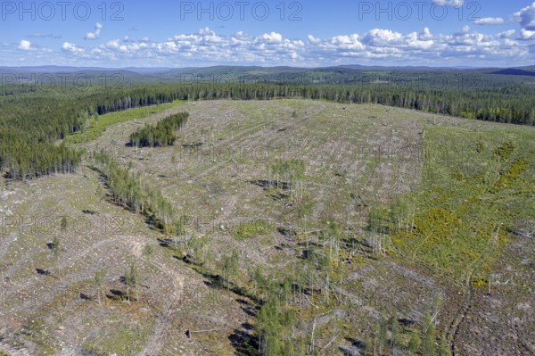 Aerial view over Swedish clearcut area, clearcutting, clearfelling is a forestry, logging practice in which all trees are cut down, Dalarna, Sweden