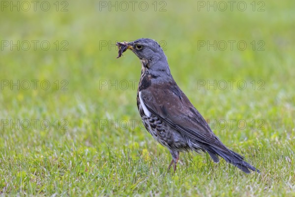 Fieldfare (Turdus pilaris) adult foraging in grassland, meadow with beak full of earthworms for feeding chicks in spring after rain shower
