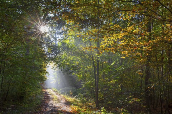 Forest path and sunrays shining through foliage in deciduous woodland with European beech trees showing autumn colours