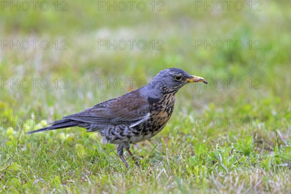 Fieldfare (Turdus pilaris) adult with caught earthworm prey in beak foraging in grassland, meadow after rain shower in spring
