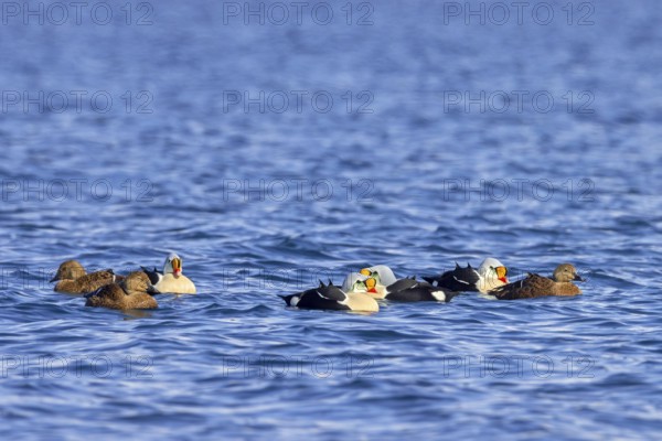 King eider (Somateria spectabilis) females and males in breeding plumage swimming in the Arctic Ocean along the Svalbard coast in spring, Spitsbergen