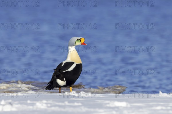 King eider (Somateria spectabilis) adult male in breeding plumage resting on snow covered shore in spring, Svalbard, Spitsbergen