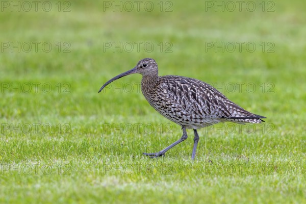 Eurasian curlew, common curlew (Numenius arquata) foraging in grassland, meadow in spring