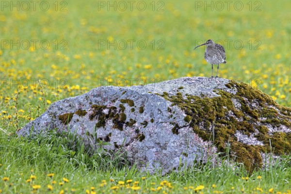 Eurasian curlew, common curlew (Numenius Arquata, Scolopax arquata) resting in boulder in grassland, meadow in the rain in spring, Sweden