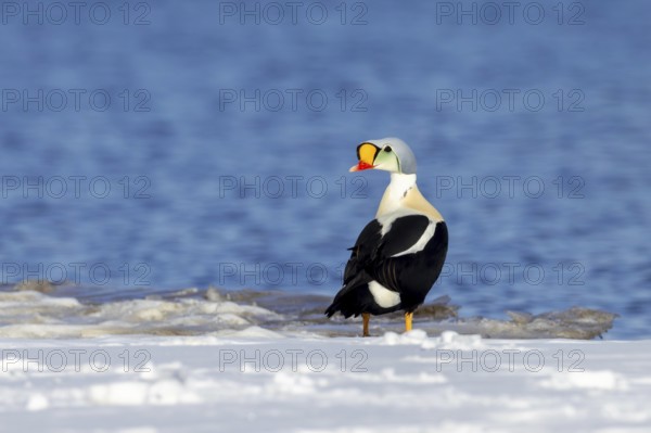 King eider (Somateria spectabilis) adult male in breeding plumage resting on snow covered shore in spring, Svalbard, Spitsbergen