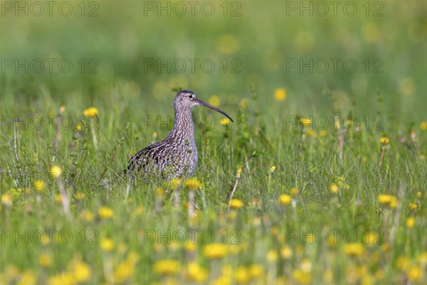 Eurasian curlew, common curlew (Numenius Arquata, Scolopax arquata) foraging in grassland, meadow with wildflowers in spring
