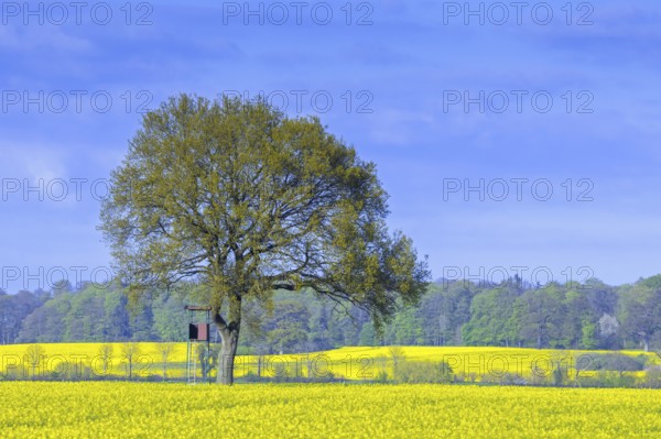 Hunter's deer stand, raised hide next to pedunculate, English oak tree in flowering rape field in spring
