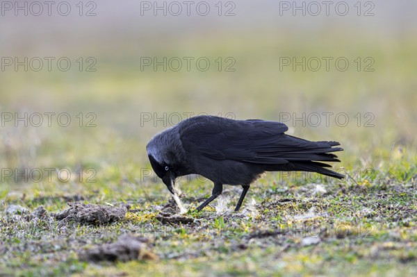 Western jackdaw, European jackdaw (Coloeus monedula) collecting nesting material like sheep's wool in meadow, pasture for building nest in spring