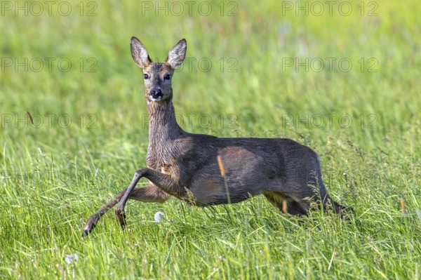 European roe deer (Capreolus capreolus) female, doe jumping while fleeing through meadow, grassland in spring