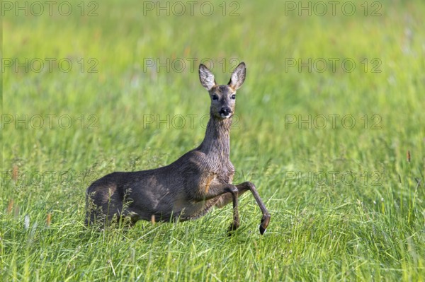 European roe deer (Capreolus capreolus) female, doe jumping while fleeing through meadow, grassland in spring