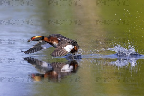 Horned grebe, Slavonian grebe (Podiceps auritus) in breeding plumage with dragonfly nymph in beak taking off from water surface of lake in spring
