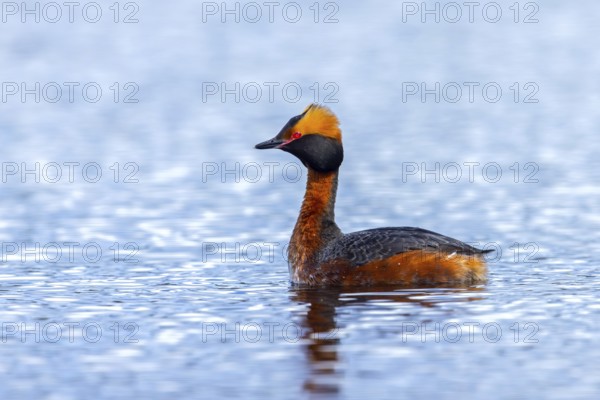 Horned grebe, Slavonian grebe (Podiceps auritus) adult in breeding plumage swimming in pond in spring