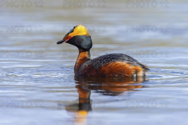 Horned grebe, Slavonian grebe (Podiceps auritus) adult in breeding plumage swimming in pond in spring