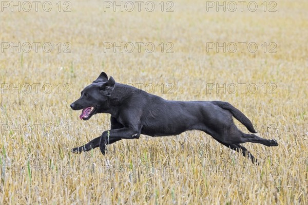 Black Labrador Retriever gun dog, hunting dog running through stubble field