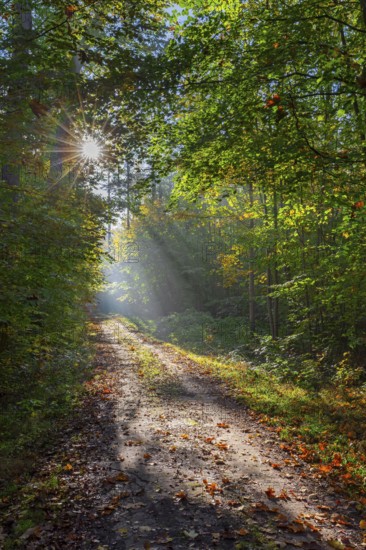 Forest path and sunrays shining through foliage in deciduous woodland with European beech trees showing autumn colours