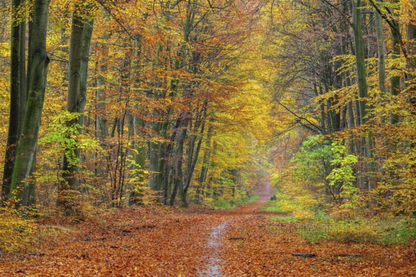 Common Beech, Fagus sylvatic, forest road, autumn, Schleswig-Holstein, Germany
