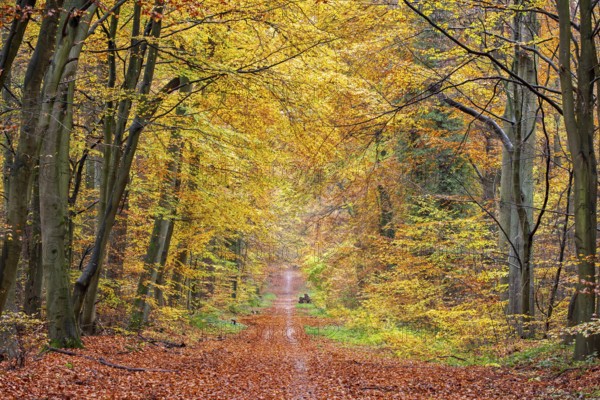 Forest path covered in fallen autumn leaves in deciduous woodland with European beech trees showing yellow fall colours