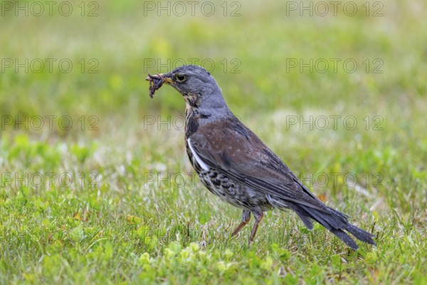 Fieldfare (Turdus pilaris) adult foraging in grassland, meadow with beak full of earthworms for feeding chicks in spring after rain shower