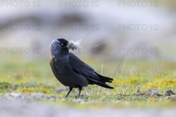 Western jackdaw, European jackdaw (Coloeus monedula) collecting nesting material like sheep's wool in meadow, pasture for building nest in spring