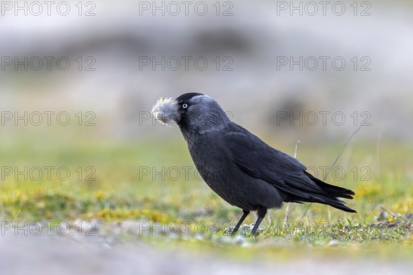 Western jackdaw, European jackdaw (Coloeus monedula) collecting nesting material like sheep's wool in meadow, pasture for building nest in spring