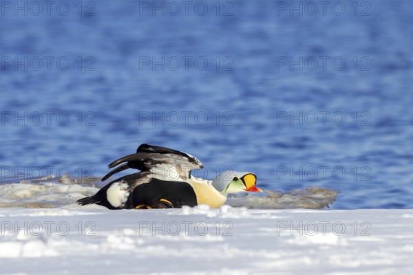 King eider (Somateria spectabilis) adult male in breeding plumage stretching wings on snow covered shore in spring, Svalbard, Spitsbergen