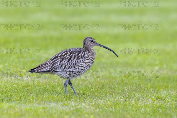 Eurasian curlew, common curlew (Numenius arquata) foraging in grassland, meadow in spring