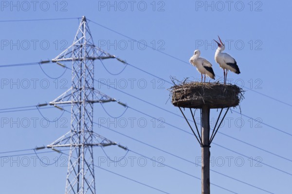 White storks (Ciconia ciconia) nesting pair in spring, migratory birds on nest in front of high-voltage electricity pylon, transmission tower