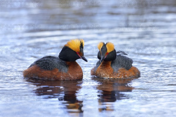 Horned grebe, Slavonian grebe (Podiceps auritus) pair in breeding plumage swimming in pond in spring