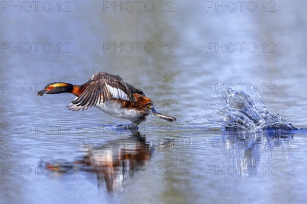 Horned grebe, Slavonian grebe (Podiceps auritus) in breeding plumage with dragonfly nymph in beak taking off from water surface of lake in spring