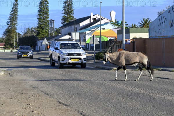 Oryx antelope or gemsbok (Oryx gazella) crossing a road, Oranjemund, Diamond Sperrgebiet, Karas Region, Namibia