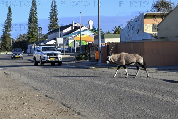 Oryx antelope or gemsbok (Oryx gazella) crossing a road, Oranjemund, Diamond Sperrgebiet, Karas Region, Namibia