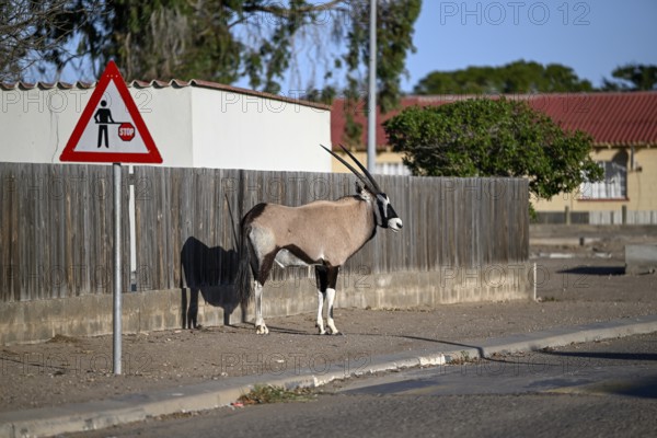 Oryx antelope or gemsbok (Oryx gazella) on a pavement, Oranjemund, Diamond Sperrgebiet, Karas Region, Namibia