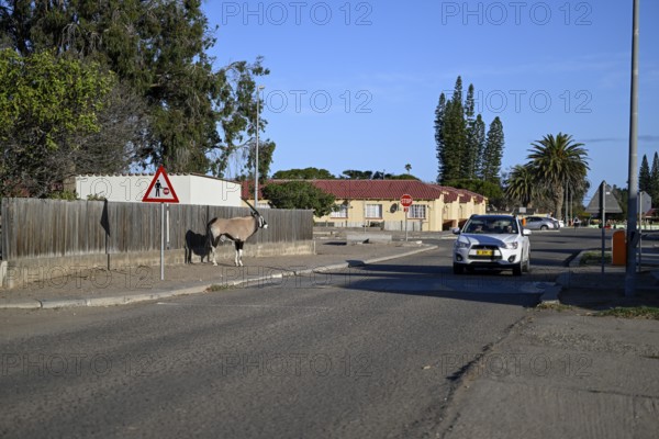 Oryx antelope or gemsbok (Oryx gazella) on a pavement, Oranjemund, Diamond Sperrgebiet, Karas Region, Namibia