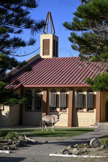 Oryx antelope or gemsbok (Oryx gazella) in front of the Dutch Reformed Church, Oranjemund, Diamond Sperrgebiet, Karas Region, Namibia
