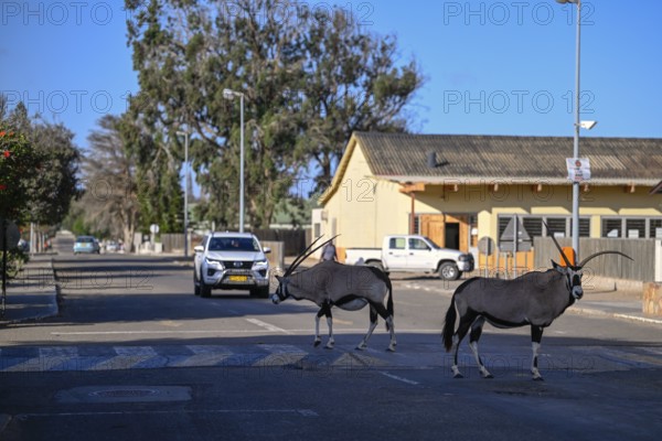 Oryx antelopes or gemsboks (Oryx gazella) crossing a road on a zebra crossing, Oranjemund, Diamond Sperrgebiet, Karas Region, Namibia