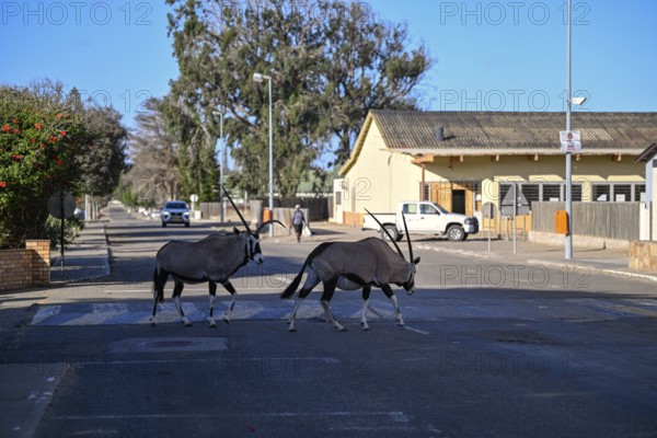 Oryx antelopes or gemsboks (Oryx gazella) crossing a road on a zebra crossing, Oranjemund, Diamond Sperrgebiet, Karas Region, Namibia
