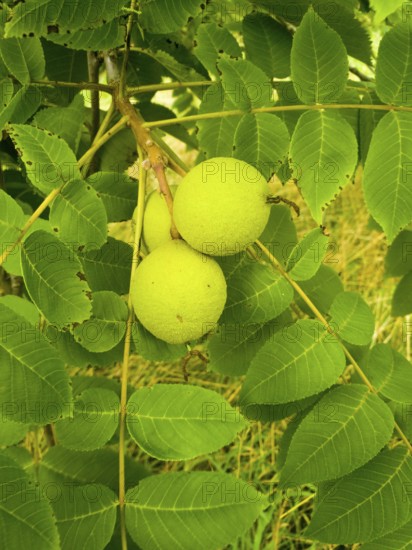 Unripe walnuts on a tree with dense green foliage in the garden, black walnut (Juglans nigra), walnut family, Ilsede, Lower Saxony, Germany