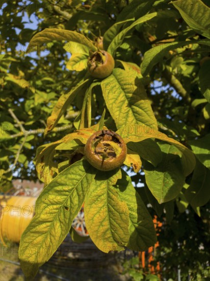 Medlars on a tree, surrounded by vivid green and yellow leaves in the sunlight, fruits of a medlar tree (Mespilus germanica), Ilsede, Lower Saxony, Germany